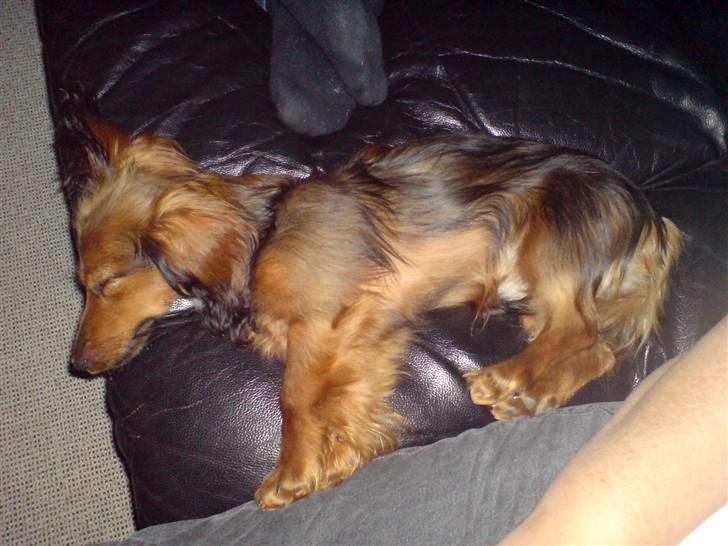 Miniature gravhund Turbo billede 17