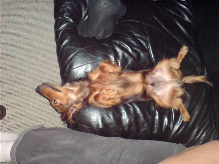 Miniature gravhund Turbo billede 18