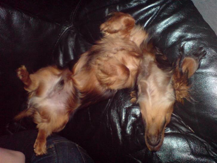 Miniature gravhund Turbo billede 19