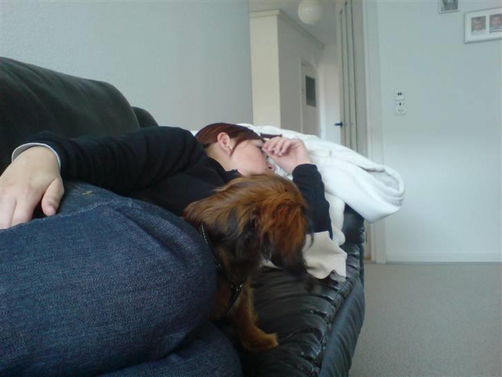 Miniature gravhund Turbo billede 20