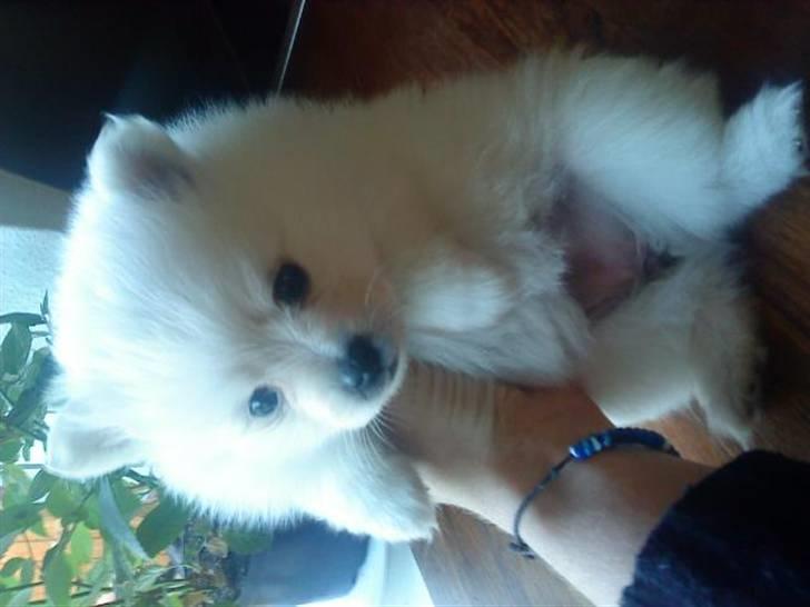 Pomeranian Laika - se mig nu er blevet 5 uger^^ billede 7