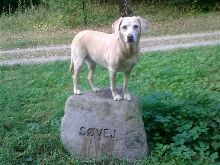 Labrador retriever Malou  R.I.P. 7-10-10 - Fører denne vej mon til søen? billede 12