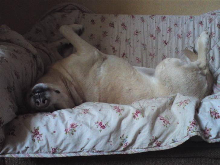 Labrador retriever Malou  R.I.P. 7-10-10 - Søndag morgen i min egen 2-personers... billede 13