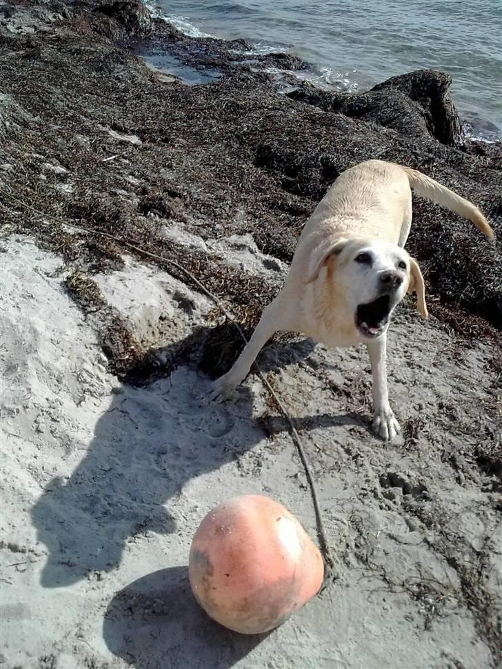 Labrador retriever Malou  R.I.P. 7-10-10 - Ja, jeg er HYS - leg dog med mig...... billede 14