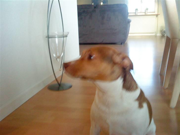 Dansk svensk gaardhund Tigga - *30/12-15* billede 13