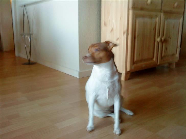 Dansk svensk gaardhund Tigga - *30/12-15* billede 14