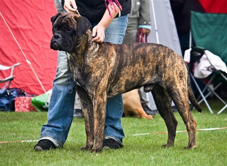Bullmastiff Milow billede 8
