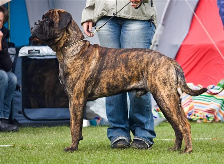 Bullmastiff Milow billede 9