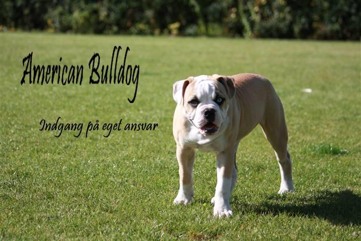 Amerikansk bulldog ABO´s King Joey billede 15