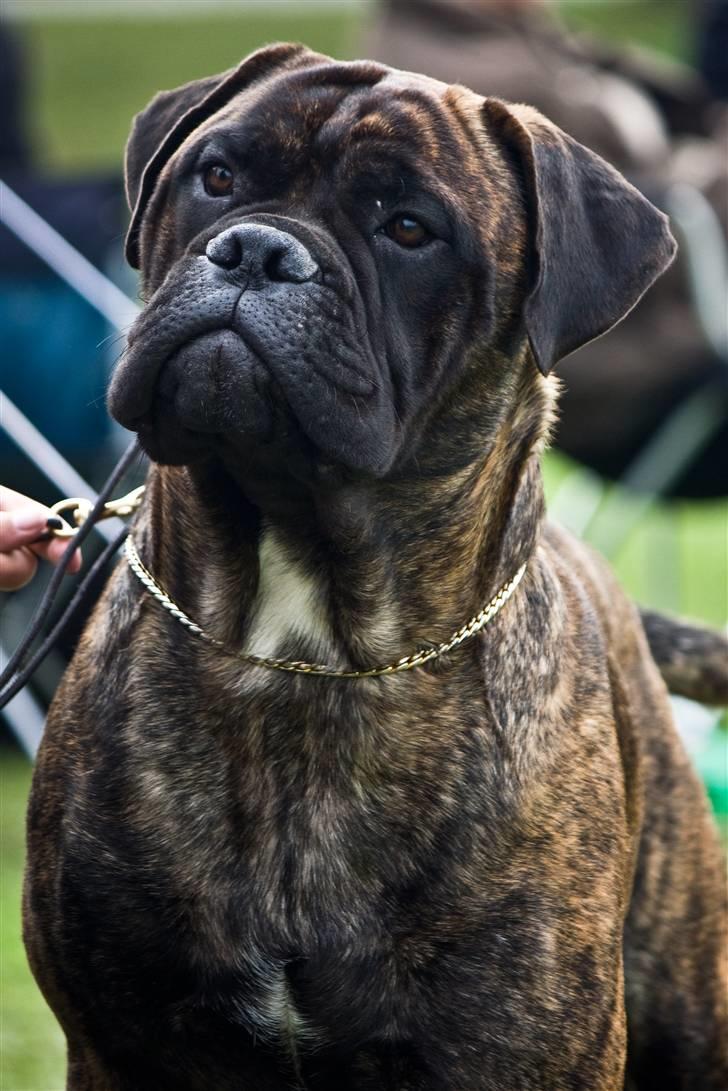Bullmastiff Milow billede 10