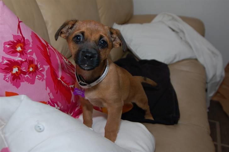 Blanding af racer Tulle billede 1