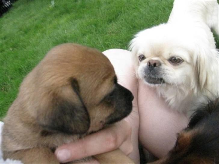 Blanding af racer Tulle - Tulle sammen med sin mor billede 2