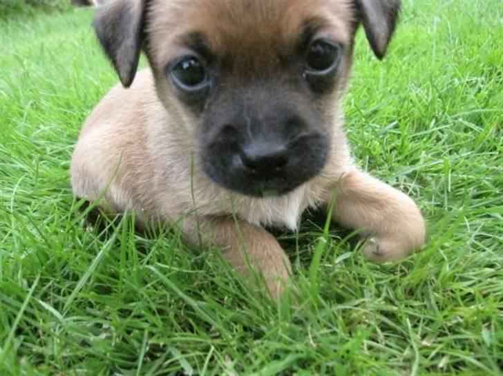 Blanding af racer Tulle billede 3