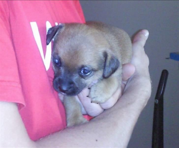 Blanding af racer Tulle billede 4