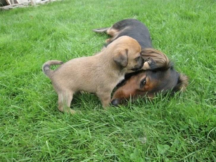 Blanding af racer Tulle - Tulle sammen med sin pap-far billede 5