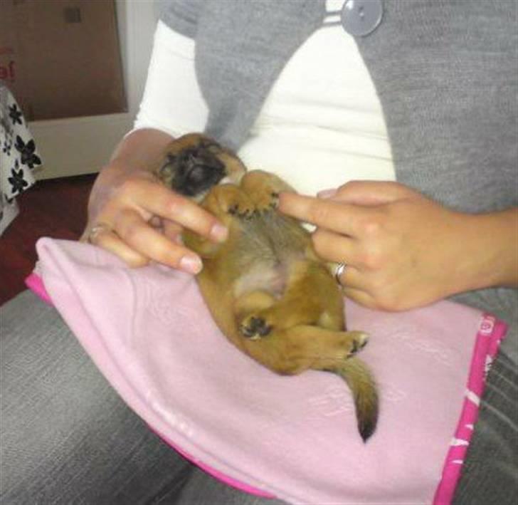 Blanding af racer Tulle billede 6