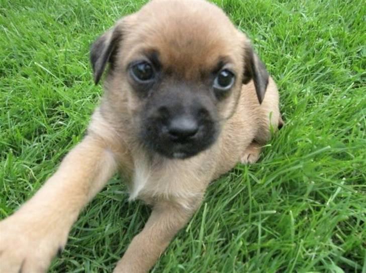 Blanding af racer Tulle billede 7