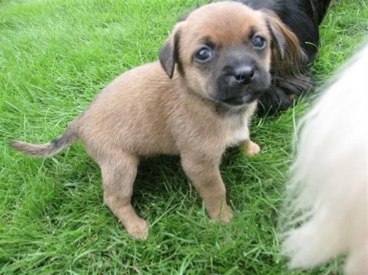 Blanding af racer Tulle billede 8