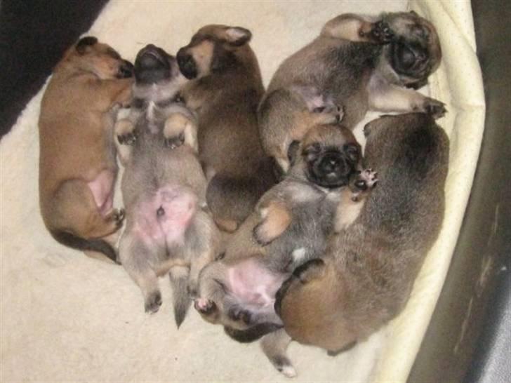 Blanding af racer Tulle - Tulle sammen med alle sine søskende. billede 9