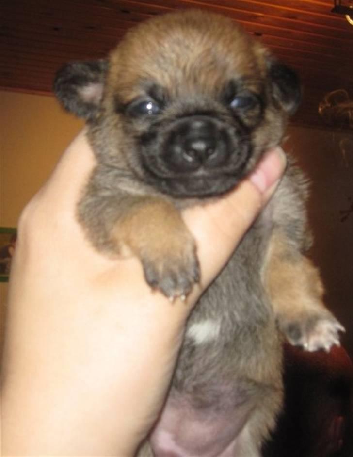 Blanding af racer Tulle - Tulles bror billede 10