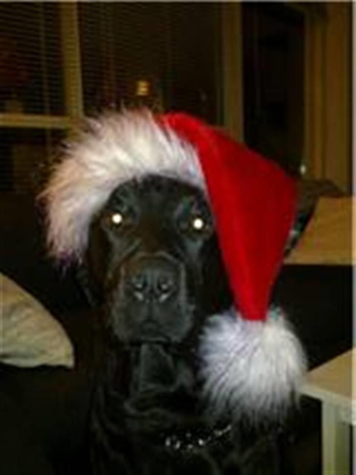 Blanding af racer Broweiler Odin - Nu det jul igen  billede 1