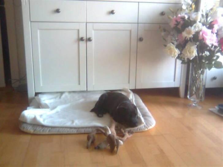 Blanding af racer Broweiler Odin - Lækker bamse at gnaske i, mums altså billede 2