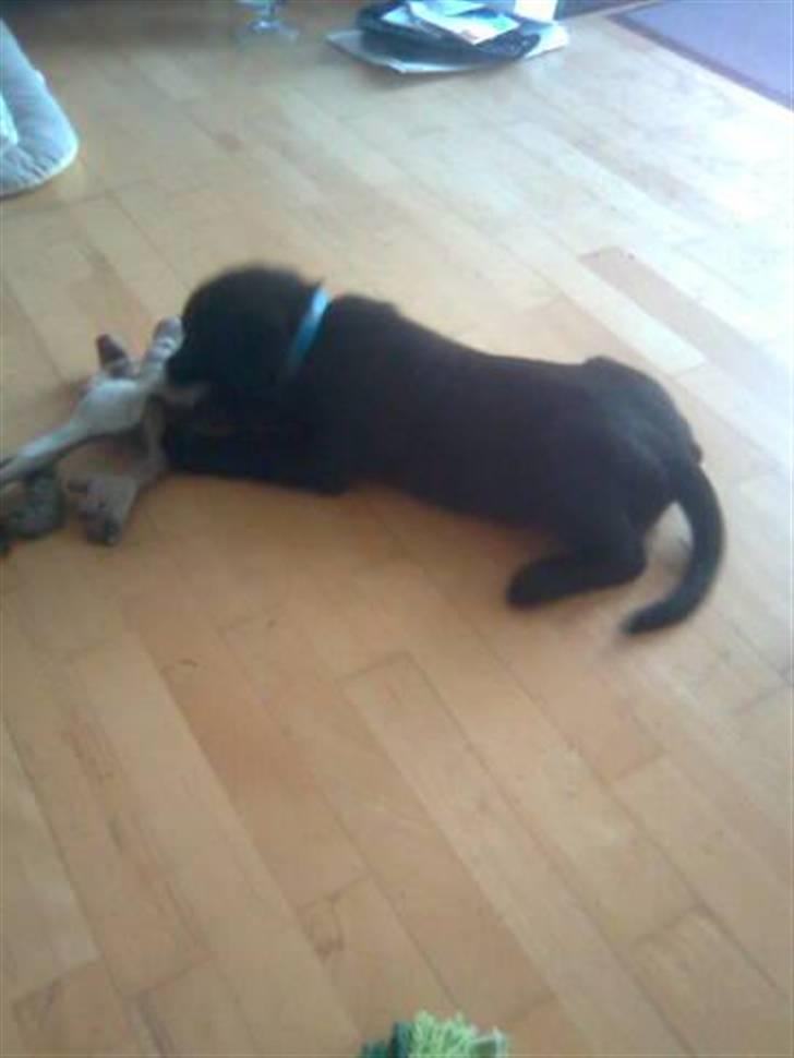 Blanding af racer Broweiler Odin - Gumle gumle billede 3