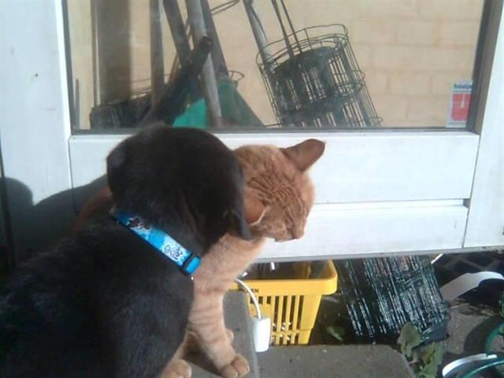 Blanding af racer Broweiler Odin - Heyy du har noget i øret, nu skal jeg hjælpe dig min ven billede 4