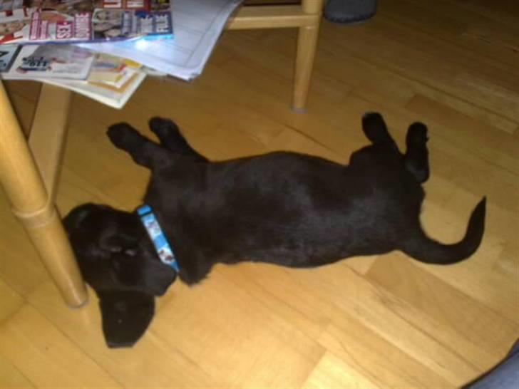 Blanding af racer Broweiler Odin - Puhh det altså hårdt at være lille hvalp i sååå stor en verden billede 5