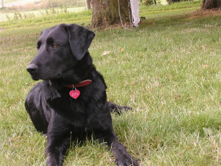 Blanding af racer zita billede 9