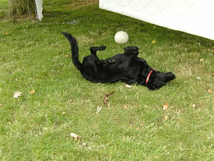 Blanding af racer zita billede 10