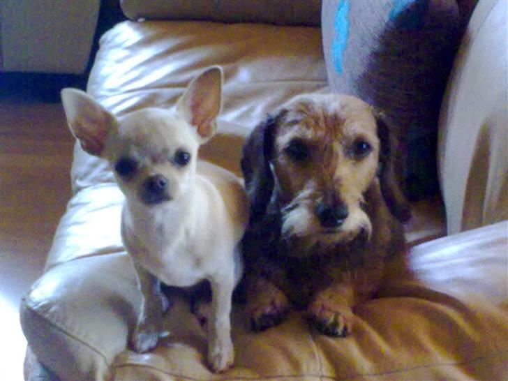Chihuahua Buster - Sådan sidder Buster og Tussi sammen, næsten hver dag :O) billede 14