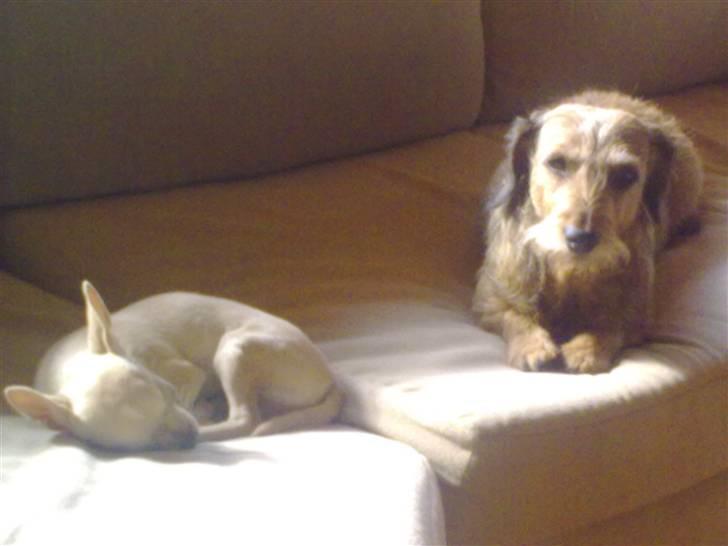 Chihuahua Buster - Eller osse er det sådan her :D  billede 15