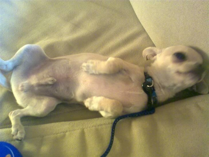 Chihuahua Buster - Kan lige så godt slappe lidt af i mellemtiden :-) billede 16