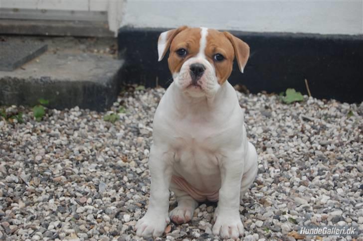 Amerikansk bulldog ANNABELL Amazing Bulldog - Sådan fik vi hende 8 uger billede 7