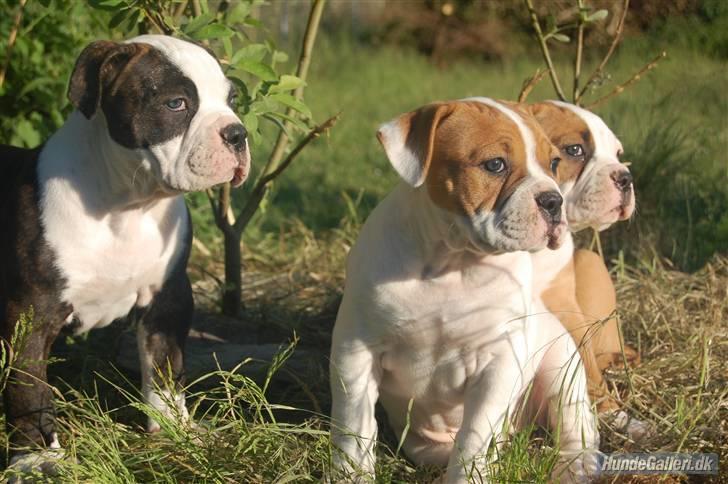 Amerikansk bulldog ANNABELL Amazing Bulldog - Mine søskende og jeg billede 9