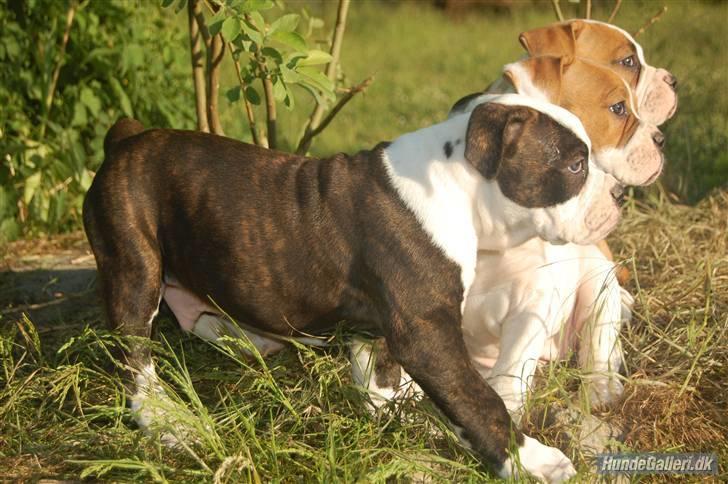 Amerikansk bulldog ANNABELL Amazing Bulldog - Mine søskende og jeg billede 10