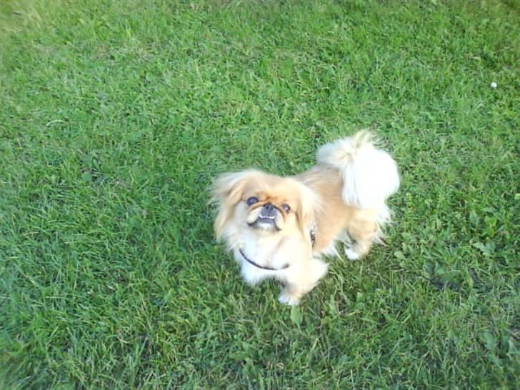Pekingeser Miss Molly - Moller på tur :) billede 10
