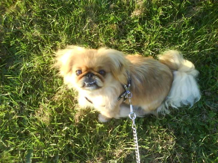 Pekingeser Miss Molly - Det var en go gåtur :D billede 11