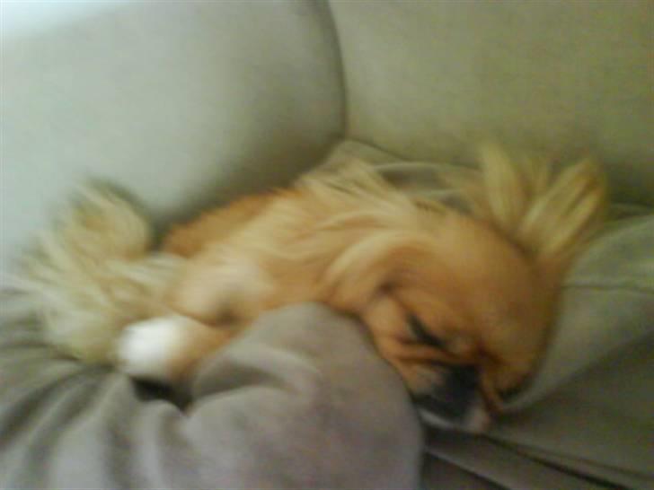 Pekingeser Miss Molly - Og vi var meeeget træt da vi kom hjem  billede 12