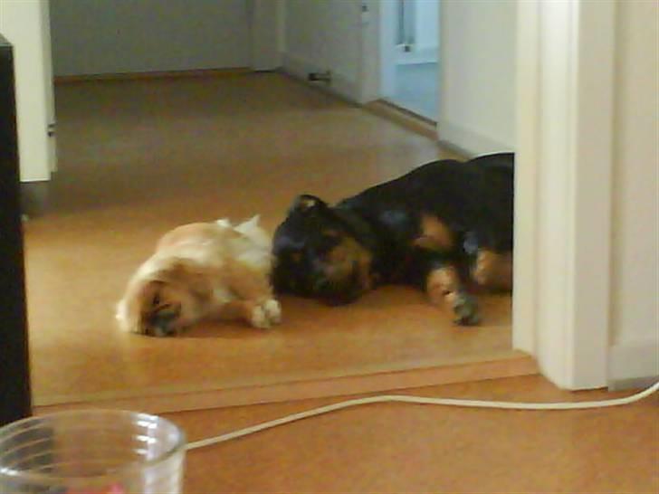 Pekingeser Miss Molly - Så sover vi igangen med store lillebror Bimmer :D <3 billede 13