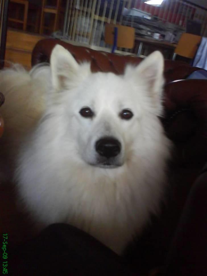 Samojedhund Sen - Nyeste billede (:b billede 8