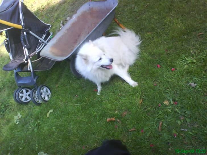 Samojedhund Sen - Det er hårdt af være i haven. mon jessica snart kommer billede 9