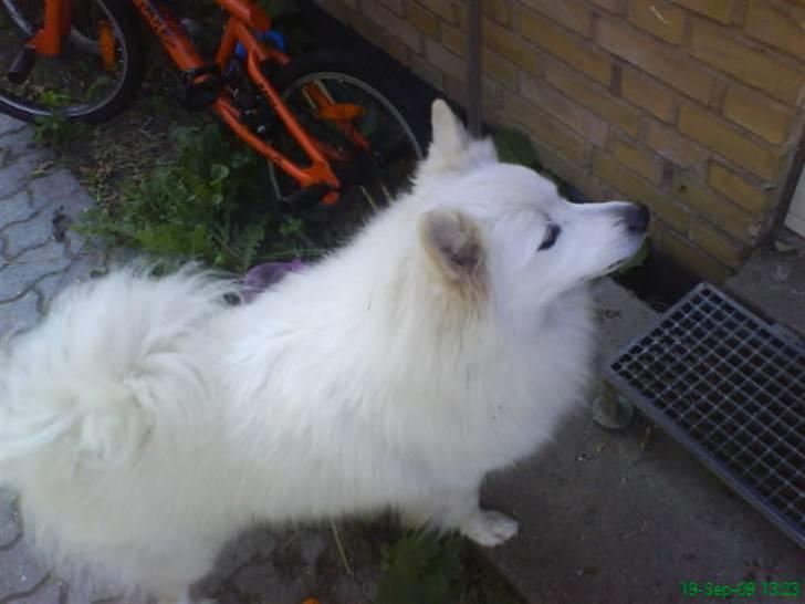 Samojedhund Sen - KOM NU ... Vil gå NU billede 10