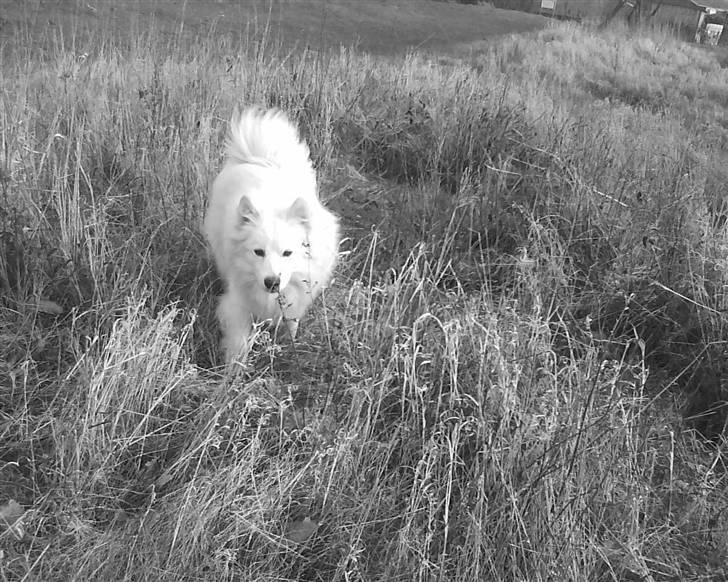 Samojedhund Sen - YES !! så er jeg ude i det fri (: billede 11