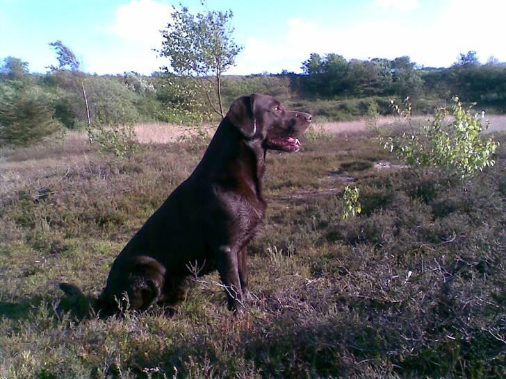 Labrador retriever Sako billede 20