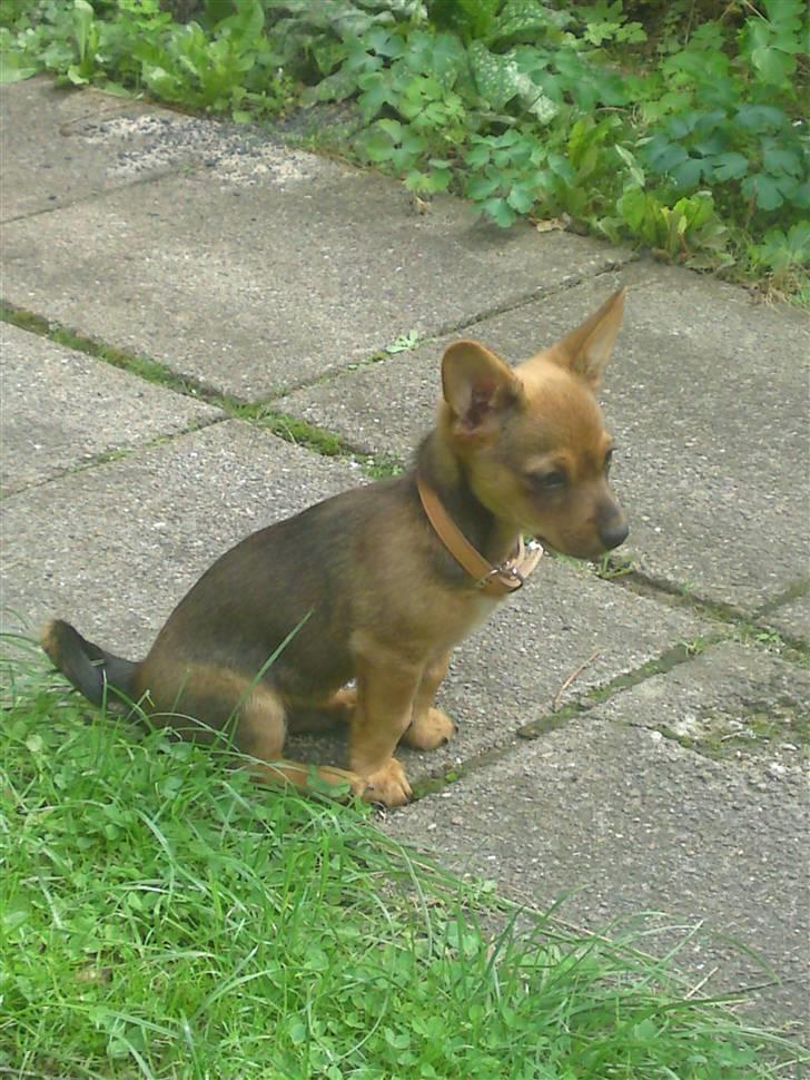 Blanding af racer Mikki - efter vi har haft ham en måned. Sidder i vores lille have billede 1