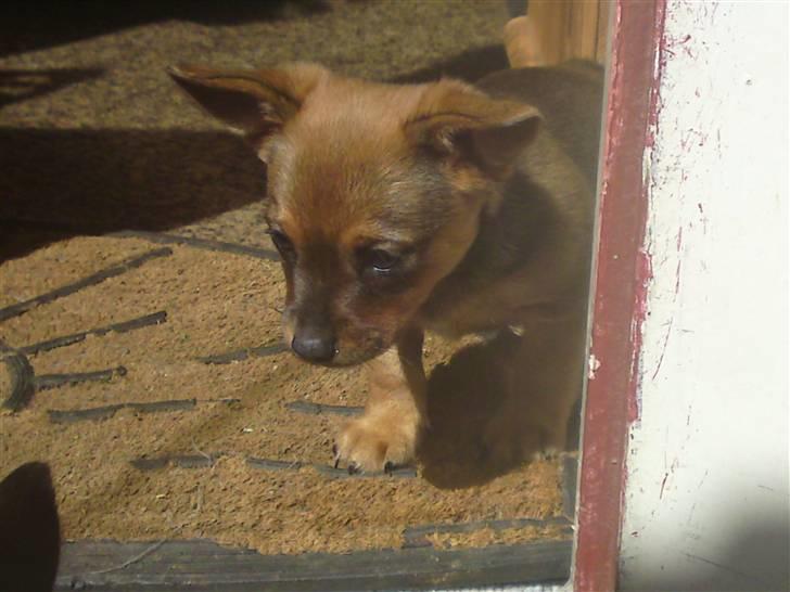 Blanding af racer Mikki - Der hvor vi fik ham fra, hvor var han lille billede 2