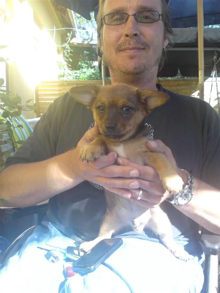 Blanding af racer Mikki - første gang min mand holder mikki billede 3