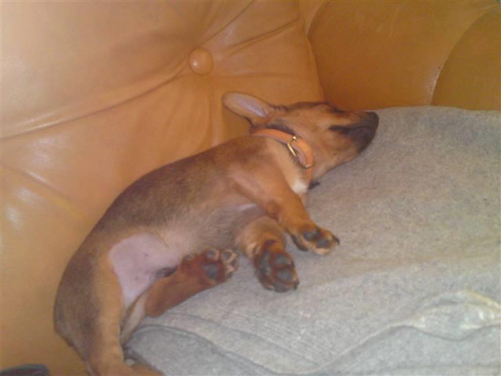 Blanding af racer Mikki - sovedyr billede 4